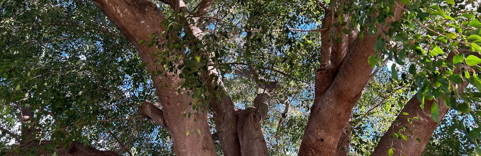 moreton bay fig tree