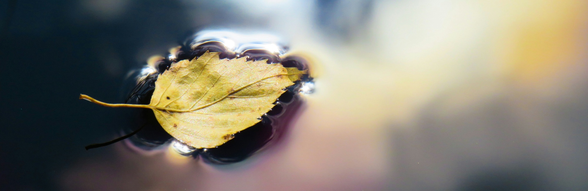 leaf floating on a stream
