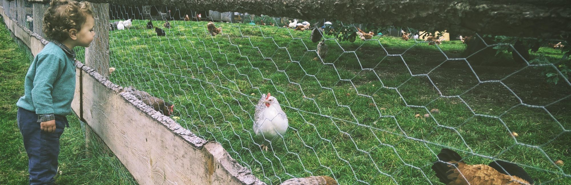 curly haired caucasian toddler looks through fence at chickens