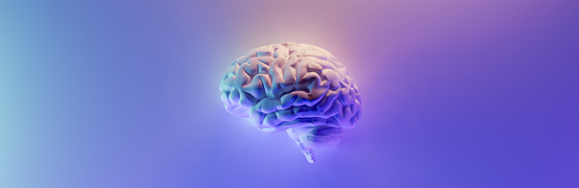 brain and neural pathways