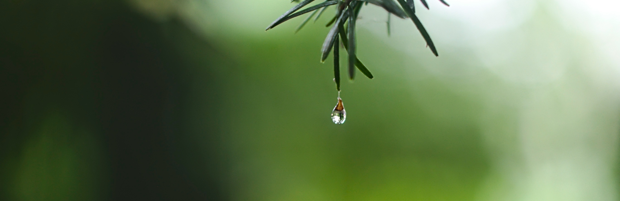 drop of water hanging from a leaf
